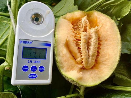 吃瓜合集免费,揭秘娱乐圈幕后故事，免费畅享娱乐盛宴  第2张